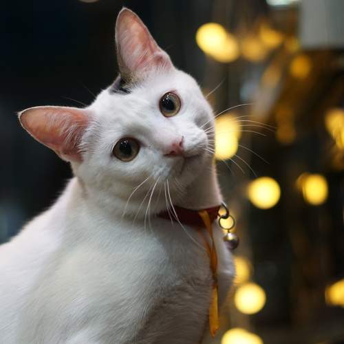 My Cat,my love
