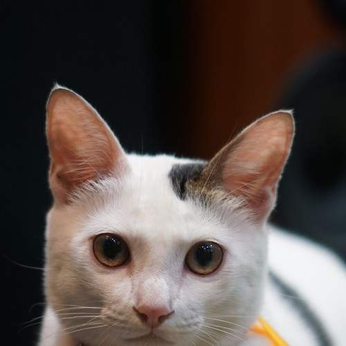 Photo #7578412