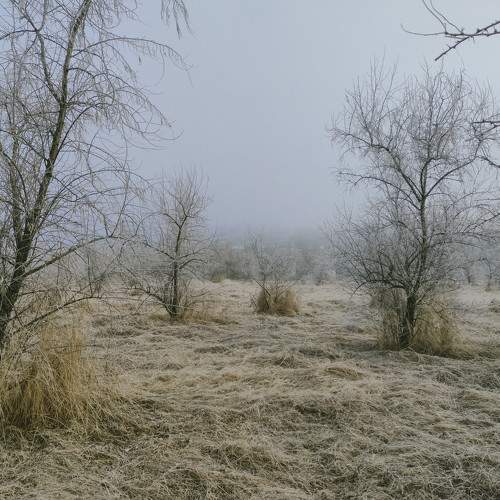 Foggy morning.