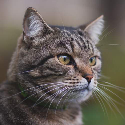 Photo #7582045