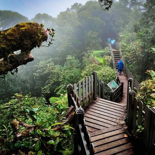 Mossy Forest