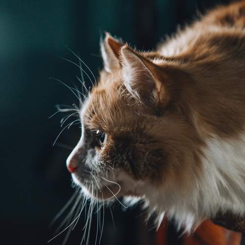 Photo #7587869