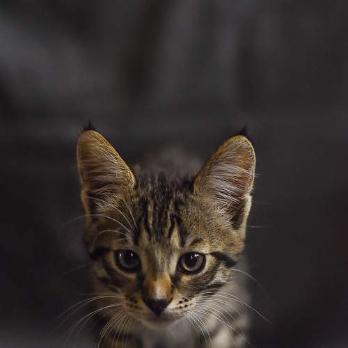 Photo #7588239