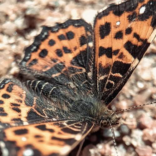 Photo #7590810