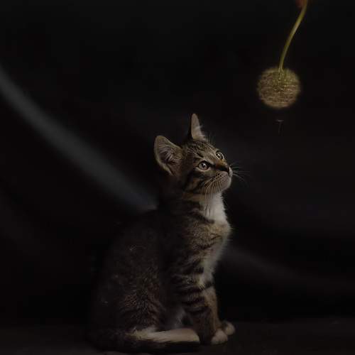 Photo #7591095