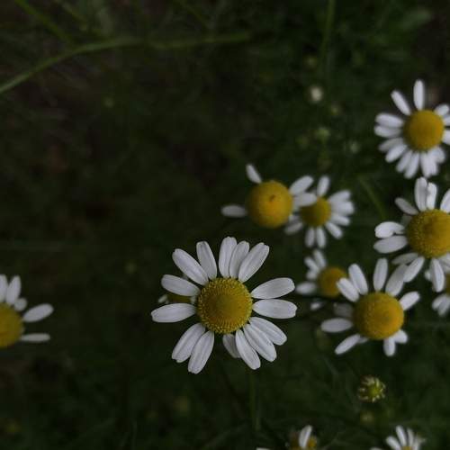 Photo #7594033