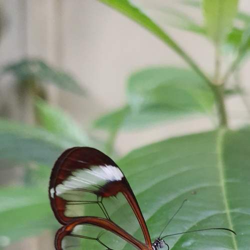 Photo #7594059