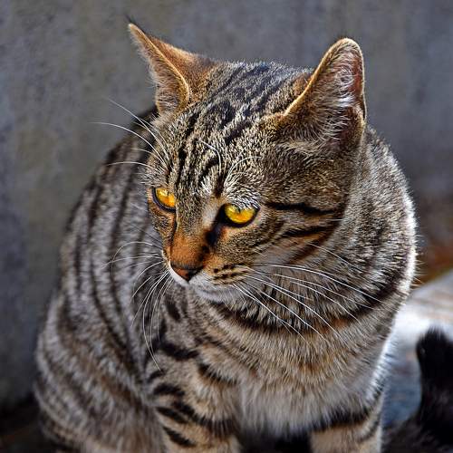 Photo #7594460
