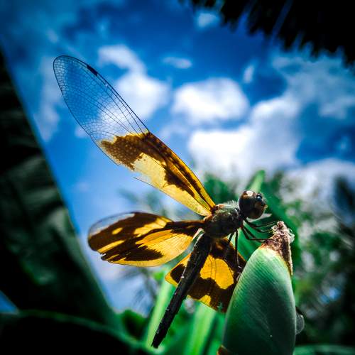 Photo #7596049