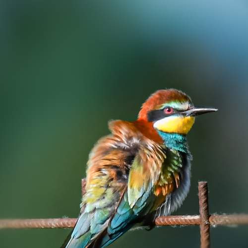 Photo #7596589