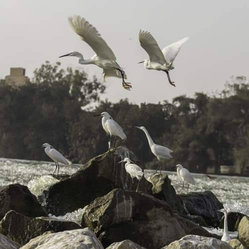 Birds