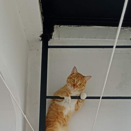 Photo #7597223
