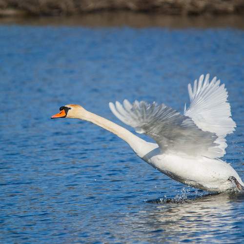 Photo #7597344