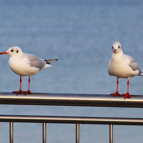 Photo #7598226