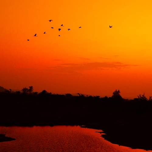 The Lake and Birds