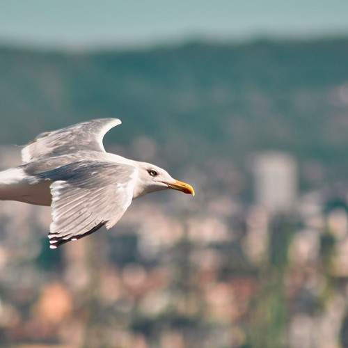 Photo #7599895