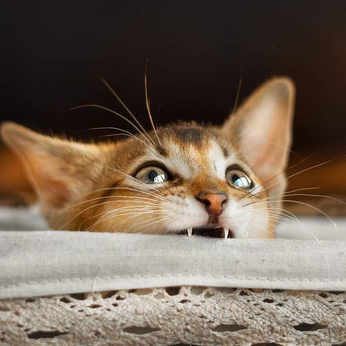 Фотография #7600059