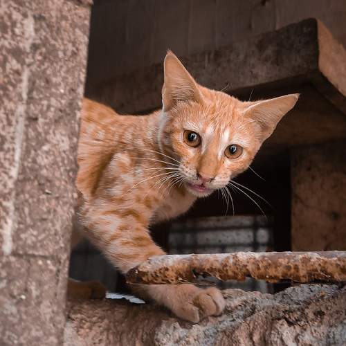 Photo #7601279