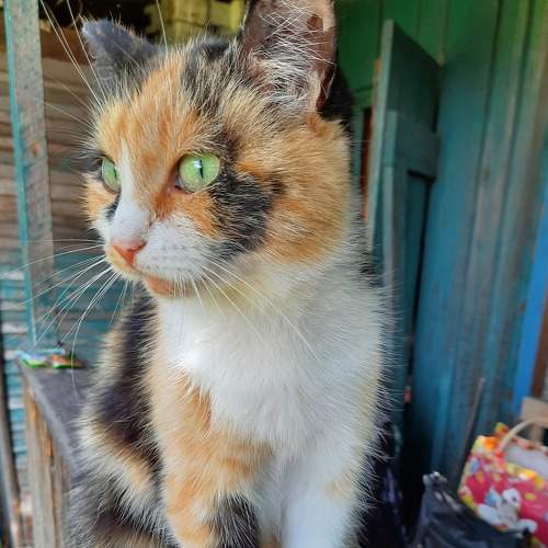 Photo #7602153