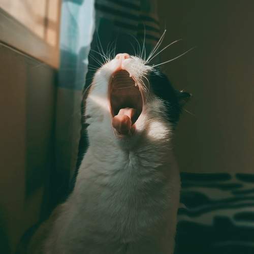 Photo #7602214