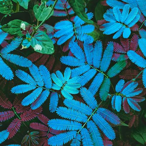 Rgb of Nature