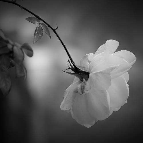 White A Symbol of Peace