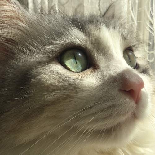 Photo #7604117