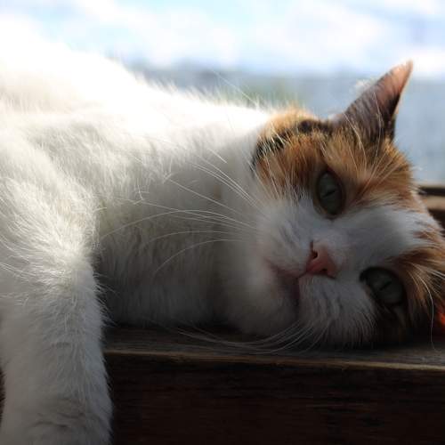 Photo #7604338