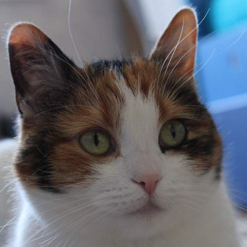 Photo #7604344