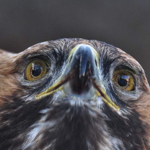 Photo #7604470