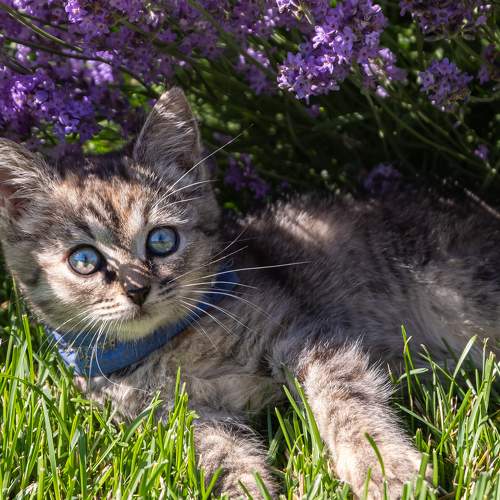Photo #7605143