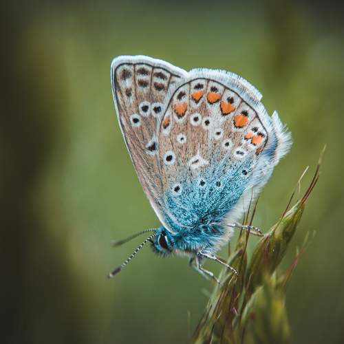 Photo #7605384