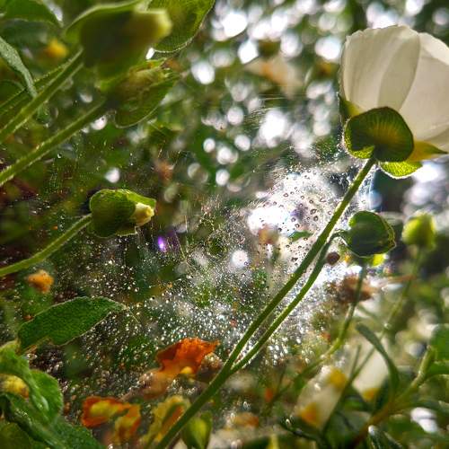 After the rain