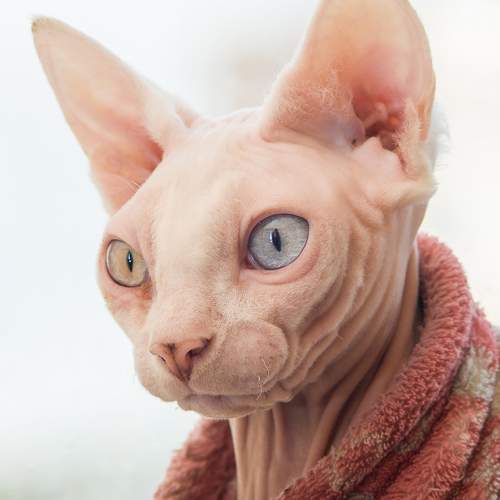 Photo #7605840
