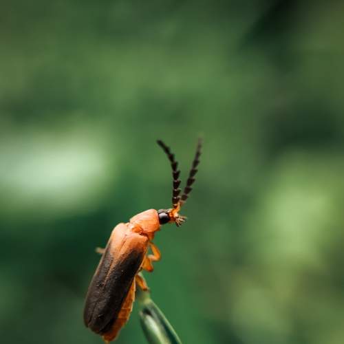 Photo #7606005