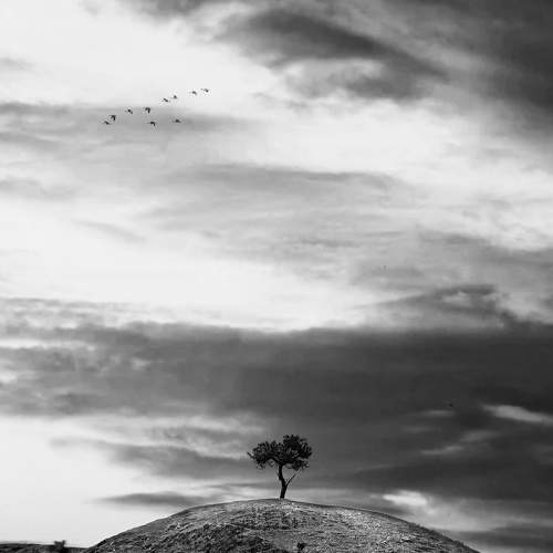 Minimal tree.