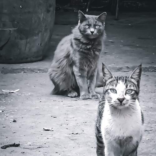 Photo #7606891