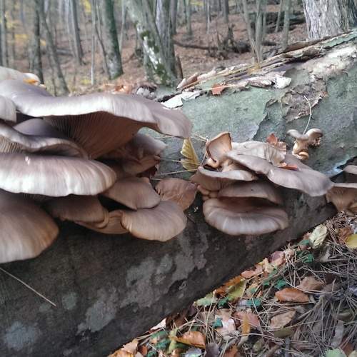Photo #7607104