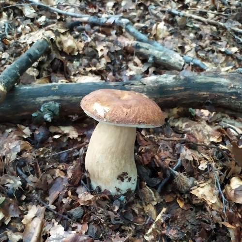 Photo #7607118