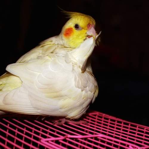 Photo #7608110