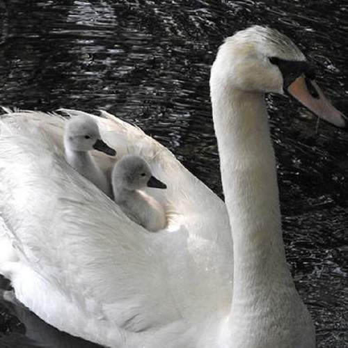Photo #7608161