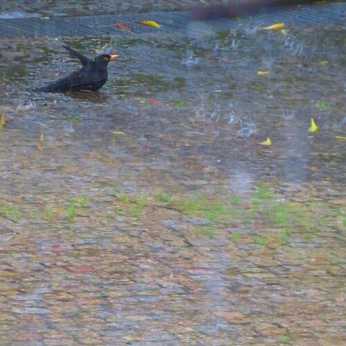Blackbird\'s bath