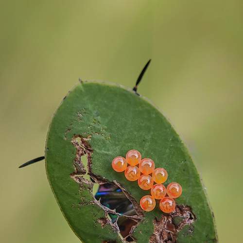 Photo #7609072