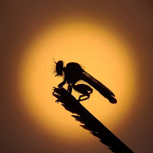Photo #7609073