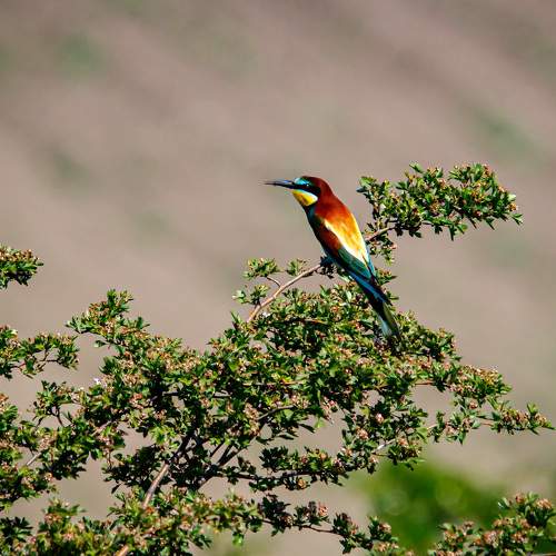 Merops apiaster