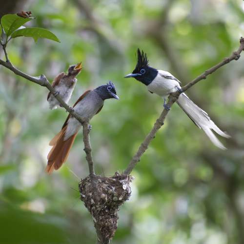 Indian Paradise Flycatcher