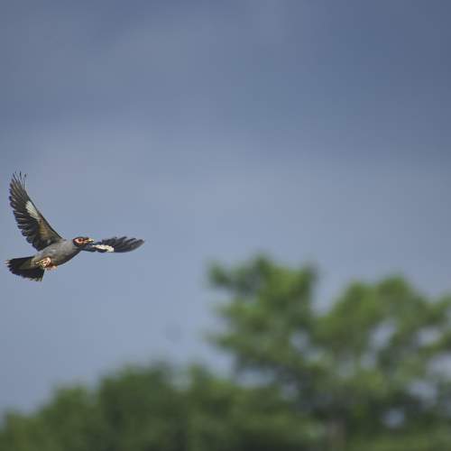Bank myna flying over the sky