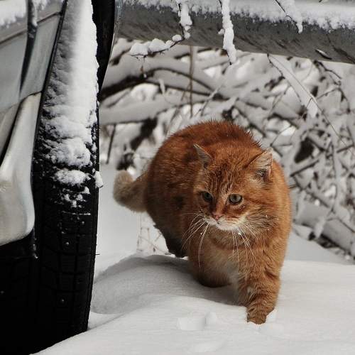 Photo #7610100