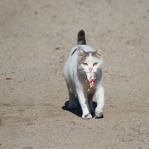 Photo #7610447