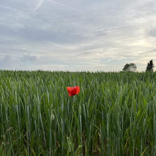 Photo #7610541